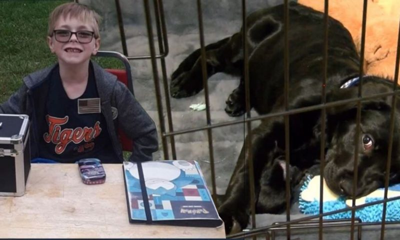เด็กชายอายุ 8 ขวบขายการ์ดโปเกมอน เพื่อนำเงินมาช่วยน้องหมา แต่ได้เยอะมากกว่าที่คิด