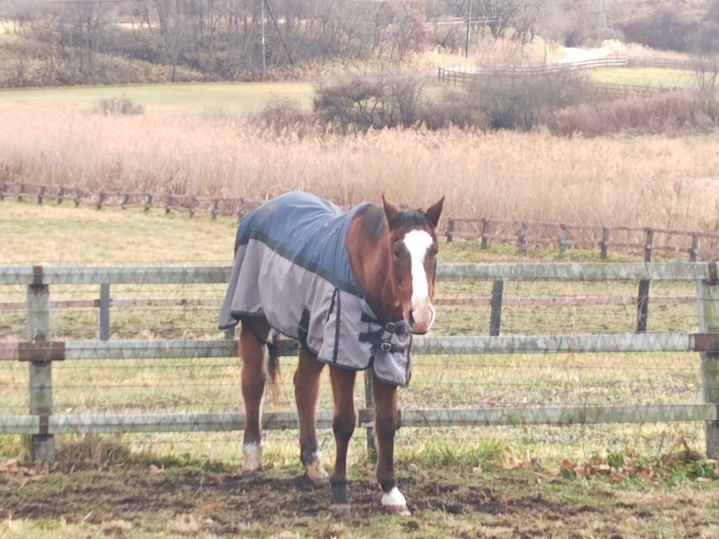 Umamusume: Pretty Derby สร้างตำนานบุญ! ช่วยม้ามีบ้านใหม่ 1 Umamusume Pretty Derby 18122025 1