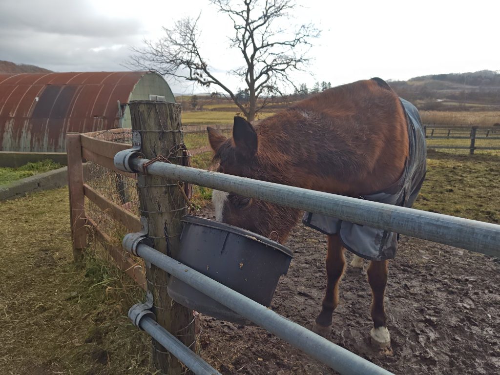 Umamusume: Pretty Derby สร้างตำนานบุญ! ช่วยม้ามีบ้านใหม่ 2 Umamusume Pretty Derby 18122025 2